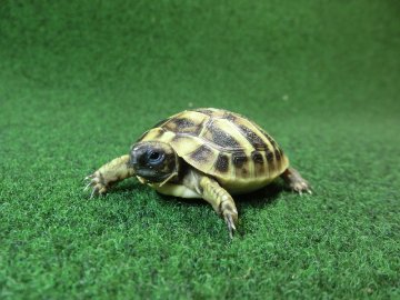 ヘルマンリクガメベビーEUCB個体 40番イエロータイプの画像
