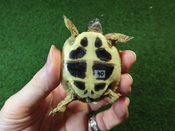ヘルマンリクガメベビーEUCB個体 40番イエロータイプの画像