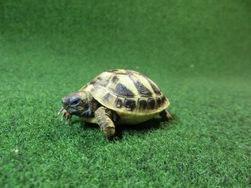 ヘルマンリクガメベビーEUCB個体 43番イエロータイプの画像