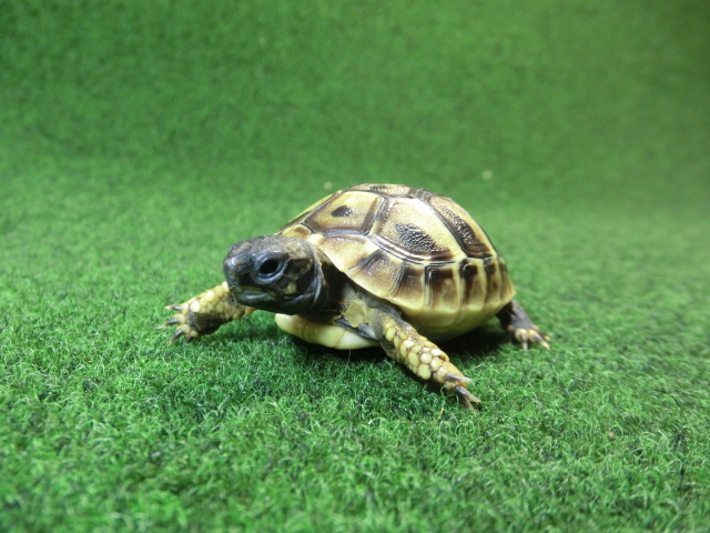 ヘルマンリクガメベビーEUCB個体 44番イエロータイプの画像
