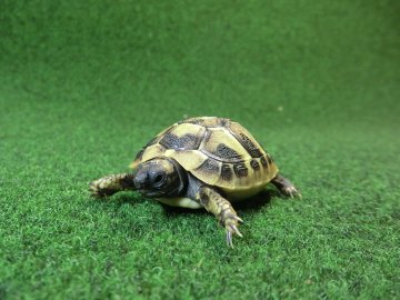 ヘルマンリクガメベビーEUCB個体 45番イエロータイプの画像