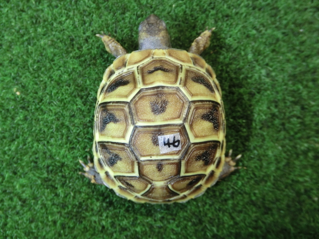ヘルマンリクガメベビーEUCB個体 46番イエロータイプの画像