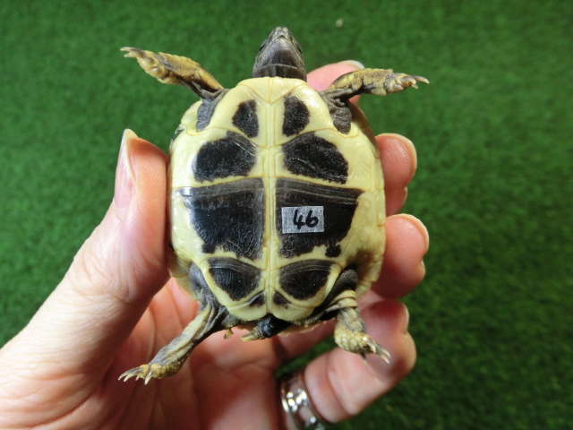 ヘルマンリクガメベビーEUCB個体 46番イエロータイプの画像