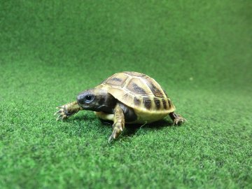 ヘルマンリクガメベビーEUCB個体 46番イエロータイプの画像