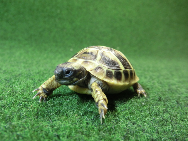 ヘルマンリクガメベビーEUCB個体 47番イエロータイプの画像