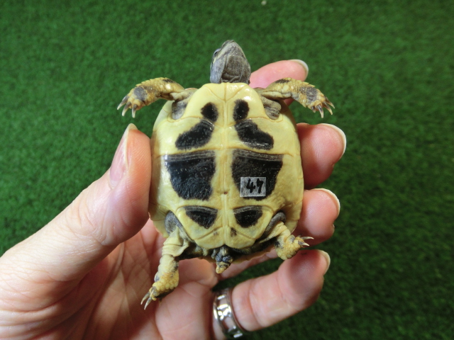 ヘルマンリクガメベビーEUCB個体 47番イエロータイプの画像