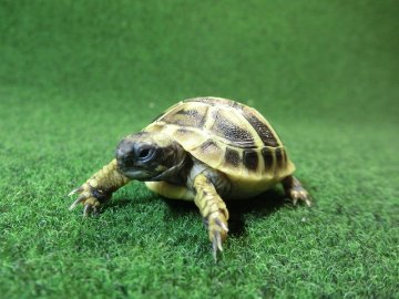 ヘルマンリクガメベビーEUCB個体 47番イエロータイプの画像