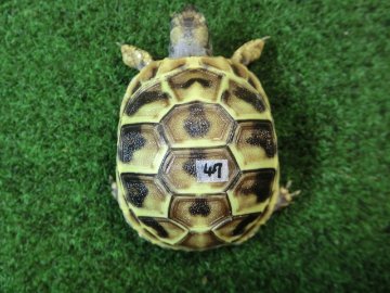 ヘルマンリクガメベビーEUCB個体 47番イエロータイプの画像