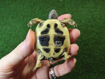 ヘルマンリクガメベビーEUCB個体 47番イエロータイプの画像
