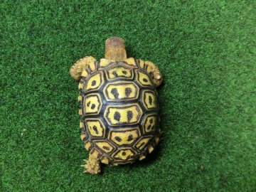 ナミビアヒョウモンガメベビー SACB個体 01番の画像