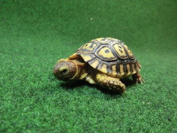 ナミビアヒョウモンガメベビー SACB個体 01番の画像