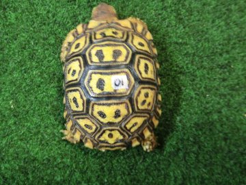 ナミビアヒョウモンガメベビー SACB個体 01番の画像
