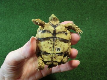 ナミビアヒョウモンガメベビー SACB個体 01番の画像