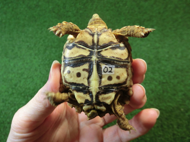 ナミビアヒョウモンガメベビー SACB個体 02番の画像