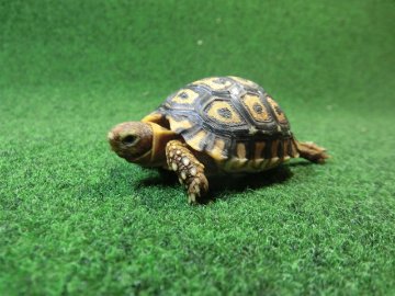 ナミビアヒョウモンガメベビー SACB個体 02番の画像