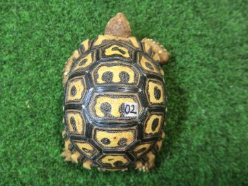 ナミビアヒョウモンガメベビー SACB個体 02番の画像