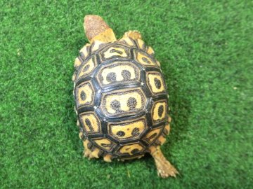 ナミビアヒョウモンガメベビー SACB個体 02番の画像