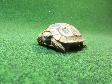 スピークセオレガメベビー　05番の画像