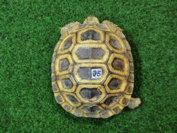 スピークセオレガメベビー　05番 オレンジタイプの画像
