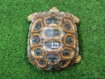 スピークセオレガメベビー　06番 レッドタイプの画像