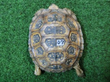 スピークセオレガメベビー　07番 ドットタイプの画像