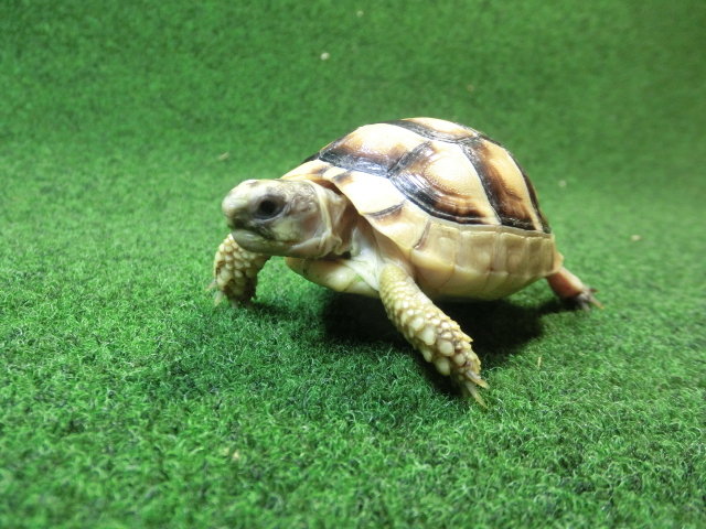 マルギナータリクガメベビー(フチゾリリクガメ)EUCB個体 48番の画像