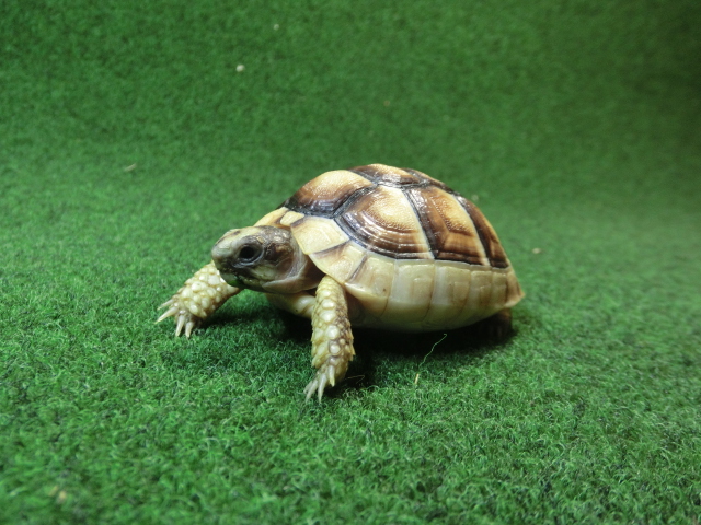 マルギナータリクガメベビー(フチゾリリクガメ)EUCB個体 49番の画像