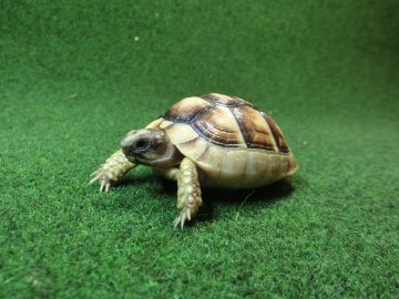 マルギナータリクガメベビー(フチゾリリクガメ)EUCB個体 49番の画像