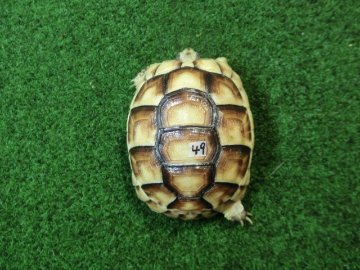 マルギナータリクガメベビー(フチゾリリクガメ)EUCB個体 49番の画像