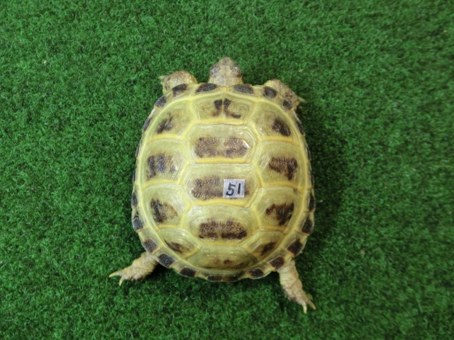 ホルスフィールドリクガメベビーCB個体51番の画像