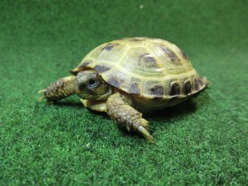 ホルスフィールドリクガメベビーCB個体51番の画像