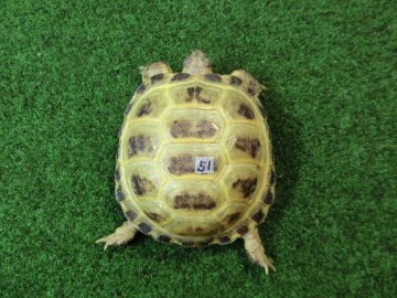 ホルスフィールドリクガメベビーCB個体51番の画像