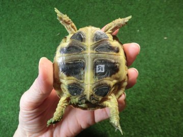 ホルスフィールドリクガメベビーCB個体51番の画像