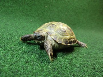 ホルスフィールドリクガメベビーCB個体52番の画像