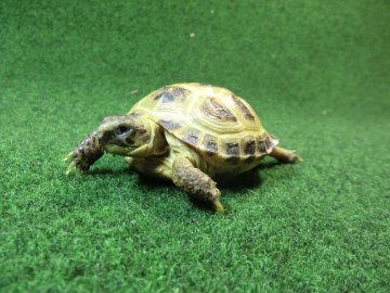 ホルスフィールドリクガメベビーCB個体53番の画像