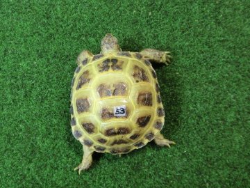 ホルスフィールドリクガメベビーCB個体53番の画像