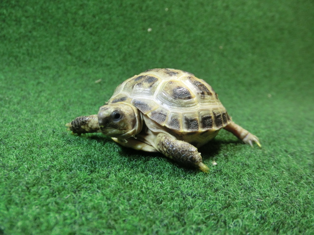 ホルスフィールドリクガメベビーCB個体54番の画像