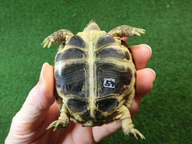 ホルスフィールドリクガメベビーCB個体54番の画像