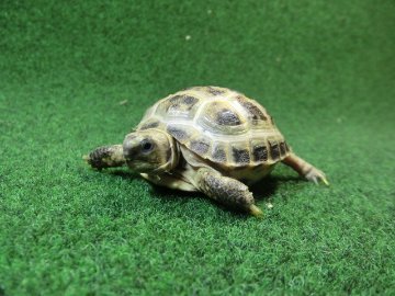 ホルスフィールドリクガメベビーCB個体54番の画像