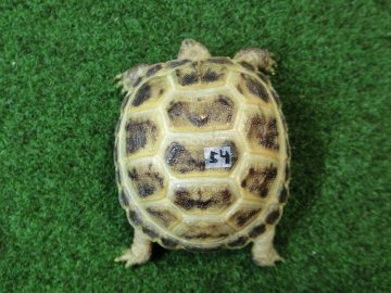 ホルスフィールドリクガメベビーCB個体54番の画像