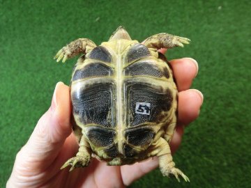 ホルスフィールドリクガメベビーCB個体54番の画像