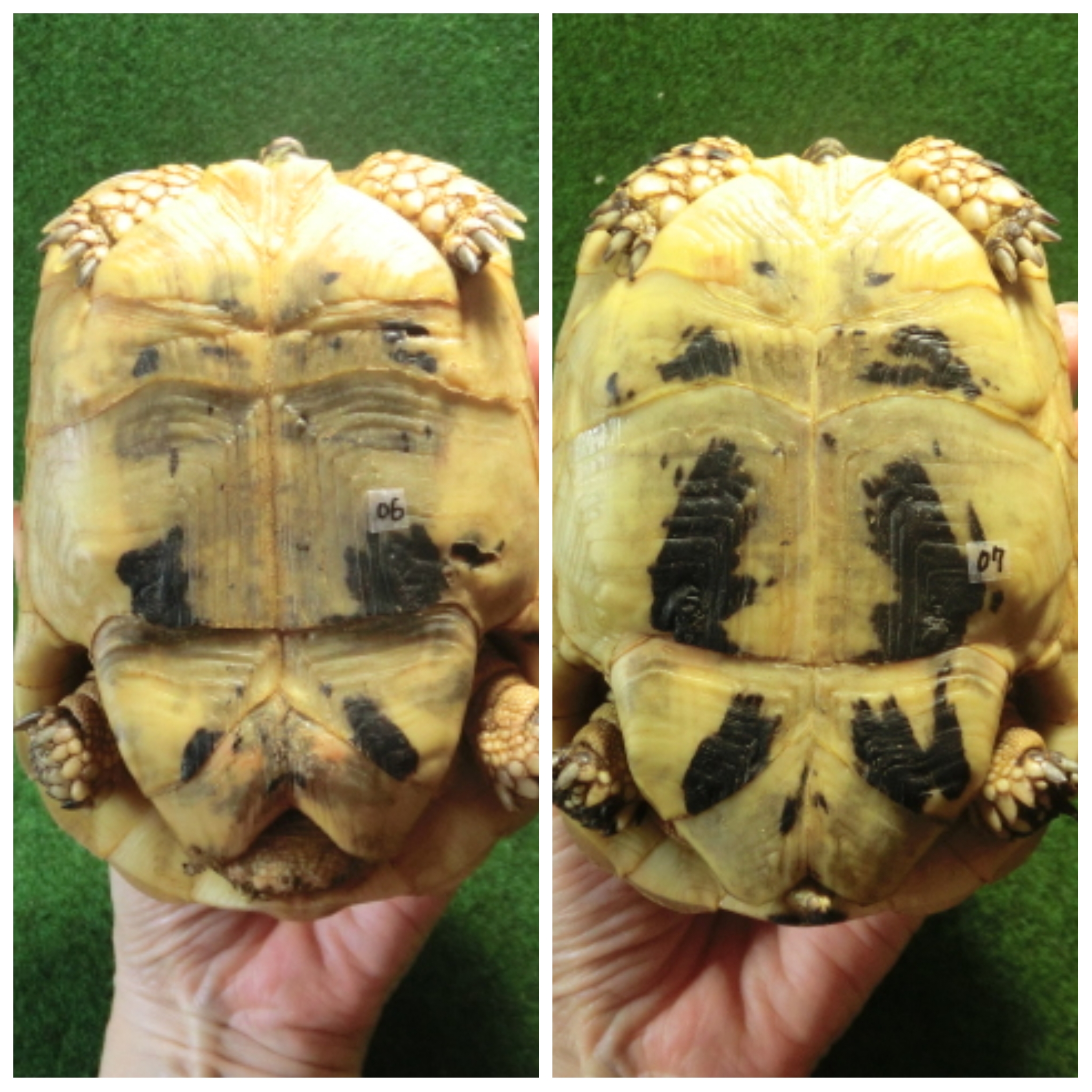 キレナイカギリシャリクガメ (リビア地中海リクガメ）EGCB個体 06・07番 の画像