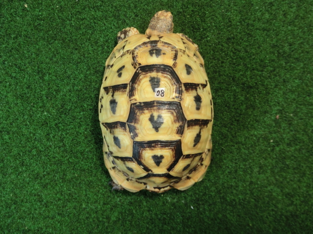 キレナイカギリシャリクガメ (リビア地中海リクガメ）EGCB個体 08番♡マーク の画像