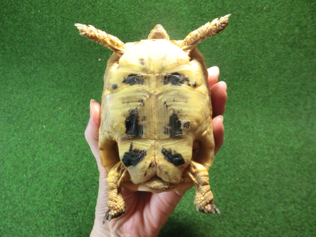 キレナイカギリシャリクガメ (リビア地中海リクガメ）EGCB個体 08番♡マーク の画像