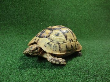 キレナイカギリシャリクガメ (リビア地中海リクガメ）EGCB個体 08番♡マーク の画像