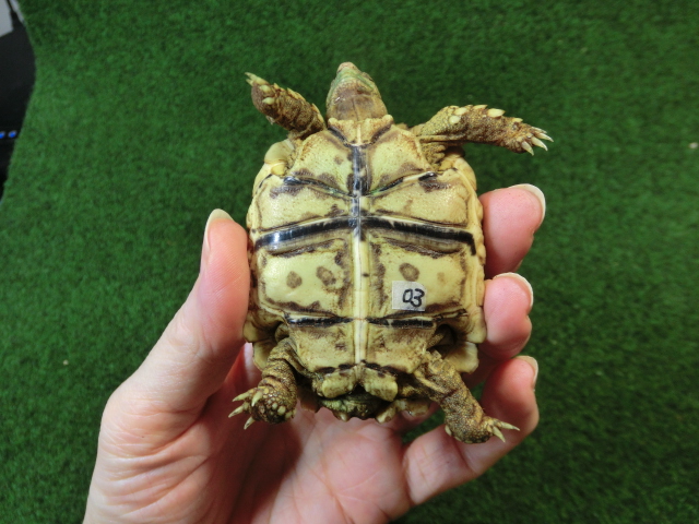 ナミビアヒョウモンガメベビー SACB個体 03番の画像