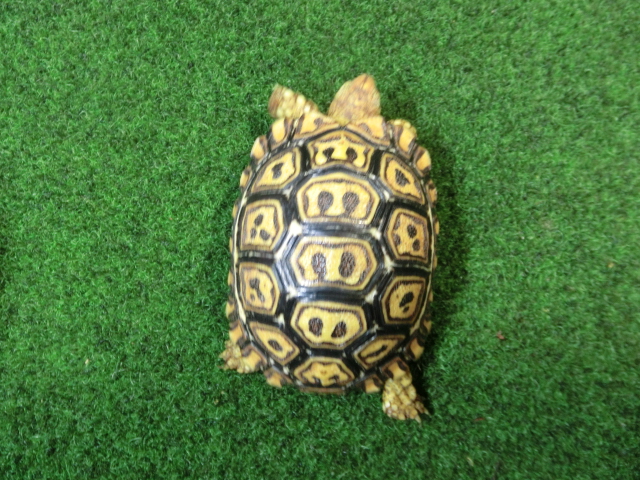 ナミビアヒョウモンガメベビー SACB個体 03番の画像