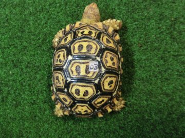 ナミビアヒョウモンガメベビー SACB個体 03番の画像