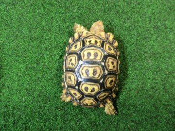 ナミビアヒョウモンガメベビー SACB個体 03番の画像