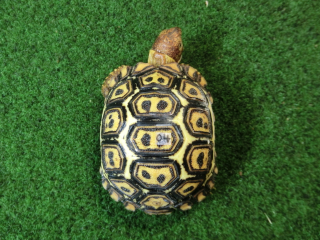 ナミビアヒョウモンガメベビー SACB個体 04番の画像